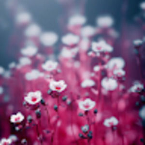 Meet your Posher, Jasmin